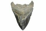Fossil Megalodon Tooth - South Carolina #365757-1